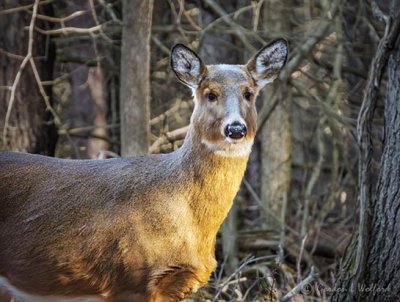 Deer In Woods DSCN06692