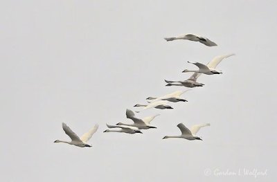 Nine Swans In Flight DSCN06930