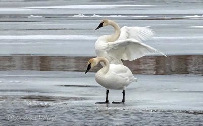 Swans On Ice DSCN06970