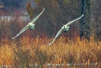 Two Swans In Flight DSCN07225
