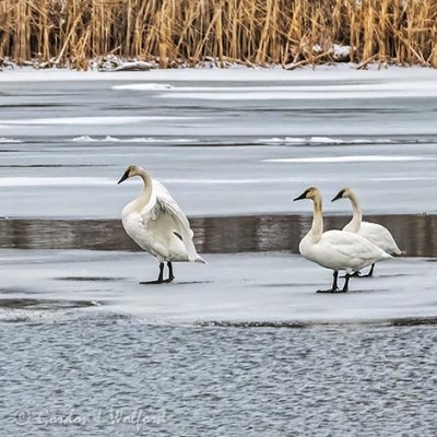 Three Swans On Ice DSCN06959