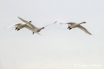 Three Swans A-flying DSCN07374