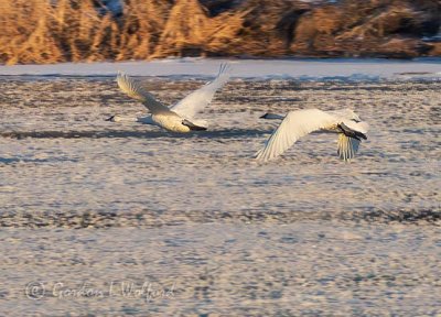 Two Trumpeter Swans In Flight DSCN07439