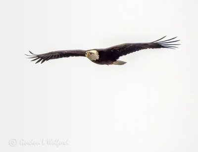 Bald Eagle In Flight DSCN07524