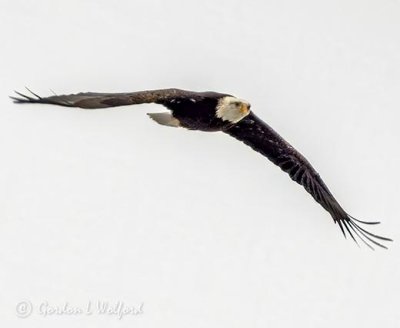 Bald Eagle In Flight DSCN07525