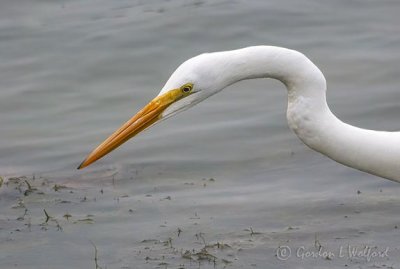 Great Egret Head 50703