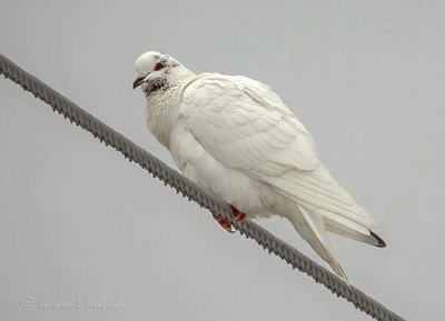 White Pigeon On A Wire DSCN07734