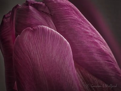 Pink Tulip Petals DSCN07801