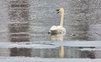 Trumpeting Swan Aswimming DSCN08288
