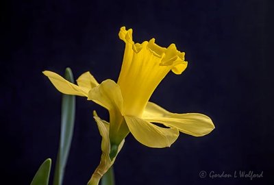 Yellow Daffodil DSCN08763
