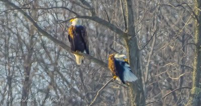 Two Bald Eagles DSCN09057