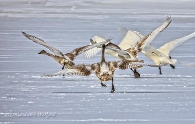 Five Trumpeter Swans Taking Flight DSCN09291