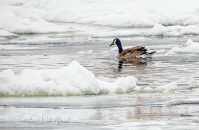 Goose Swimming Amidst Ice DSCN09315