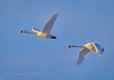 Two Trumpeting Swans In Flight DSCN09379