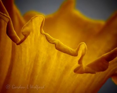 Daffodil Corona Closeup DSCN08758