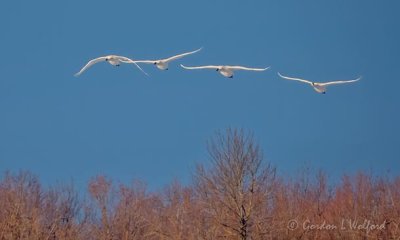 Four Trumpeter Swans Flying Over Treetops DSCN09369