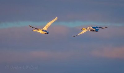 Two Trumpeter Swans In Flight DSCN09382