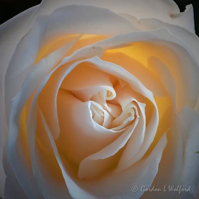 White Rose Closeup DSCN09738