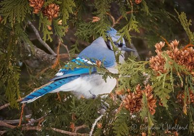Blue Jay Hiding In A Pine DSCN09904