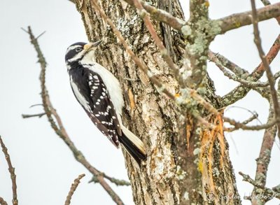 Female Downy Woodpecker DSCN09897