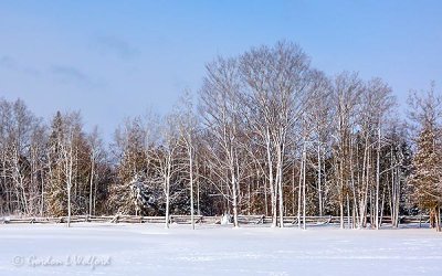 Snow-Plastered Trees & Fence DSCN10053