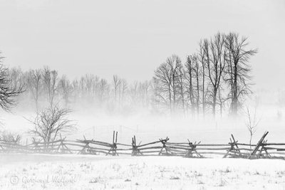 Fence & Ground Fog P1520265