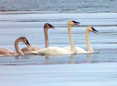 Four Trumpeting Swans DSCN10148