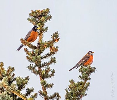 Two Robins In A Pine Tree DSCN10228