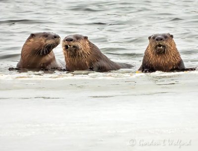 Three Otters At Edge Of Ice DSCN09930