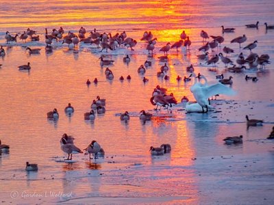 Migrating Waterfowl At Sunrise P1020360