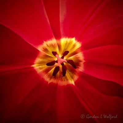 Red Tulip Interior P1020375