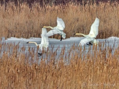 Three Swans Landing In The Swale DSCN10388