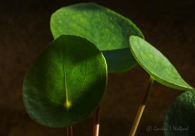 Chinese Money Plant Leaves P1020382