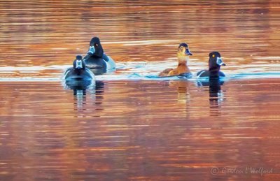 Four Ring-necked Ducks At Sunrise DSCN11124