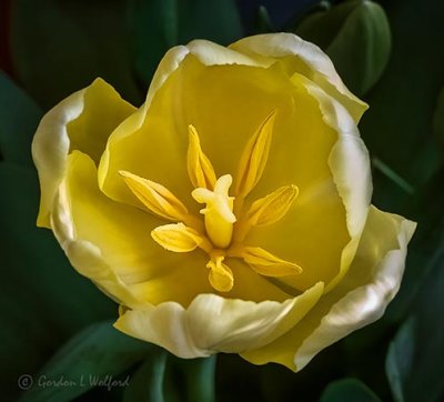 Yellow Tulip P1020419