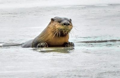 Otter Surfacing Through Ice DSCN09960