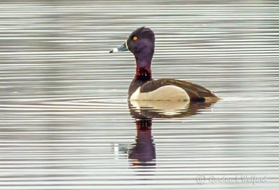 Male Ring-necked Duck DSCN11394