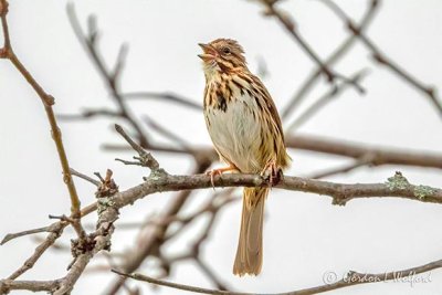 Song Sparrow Singing DSCN11664