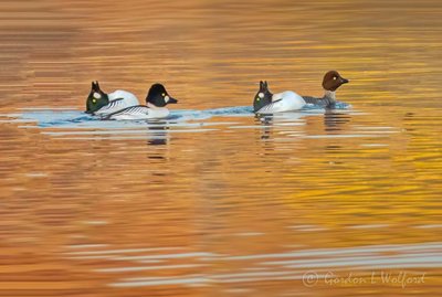 Four Goldeneye Ducks At Sunrise DSCN11767
