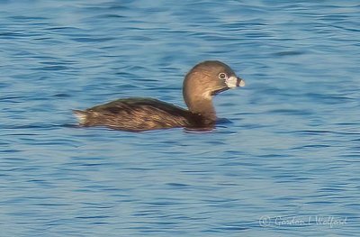 Pied-billed Grebe DSCN12082