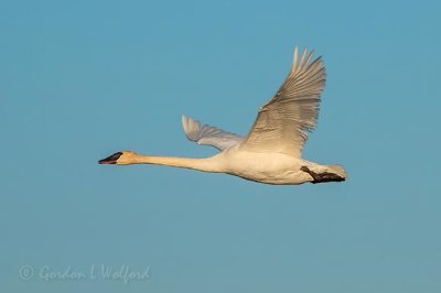 Trumpeter Swan In Flight DSCN12200