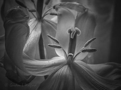 Old Tulip Stamen & Pistil P1020507bw