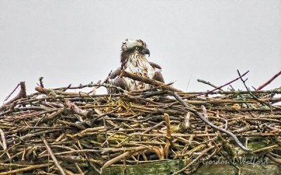 Osprey Sitting In Its Nest DSCN12291