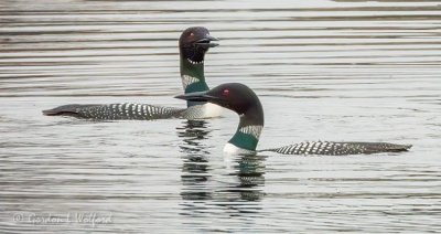 Two Common Loons DSCN12510