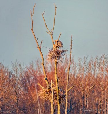 Four Herons Two Nests At Sunrise DSCN12979-80