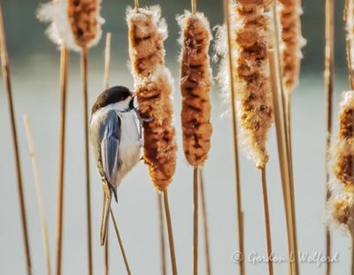 Chickadee On A Cattail DSCN13121