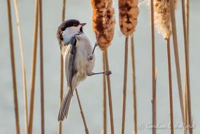 Chickadee On A Cattail DSCN13120