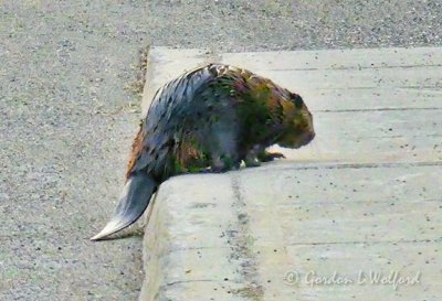 Beaver On A Curb P1020519-00