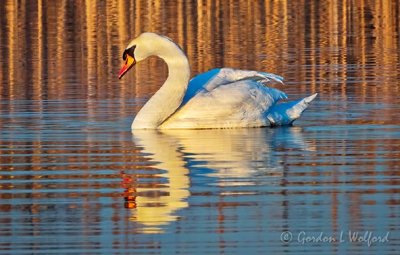 Mute Swan In Golden Light DSCN13553