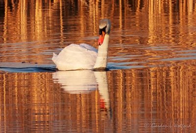 Mute Swan In Golden Light DSCN13542